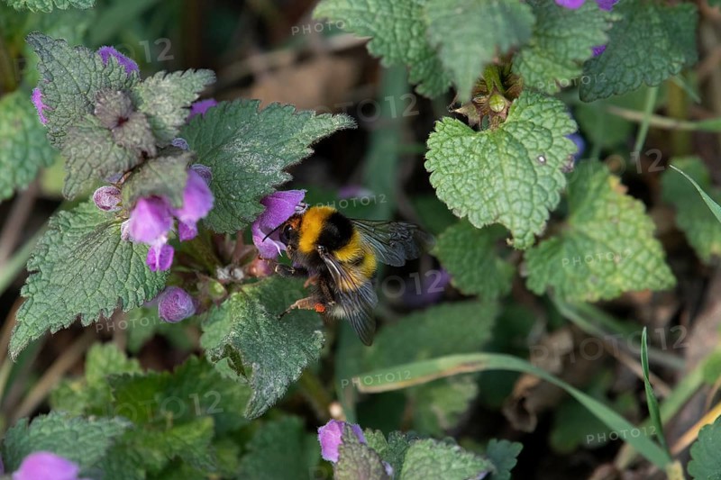 Garden bumblebee