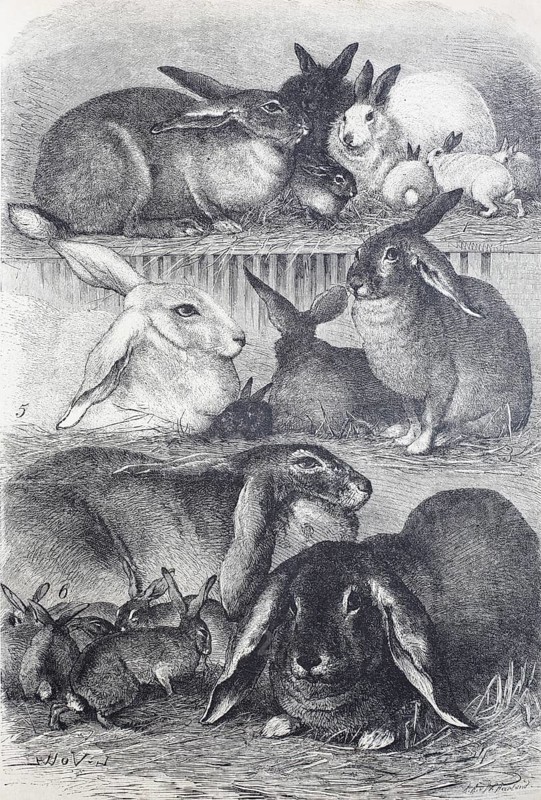 Rabbits and hares