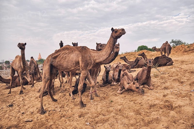Camels at Pushkar Mela Pushkar Camel Fair famous tourist attraction in Pushkar