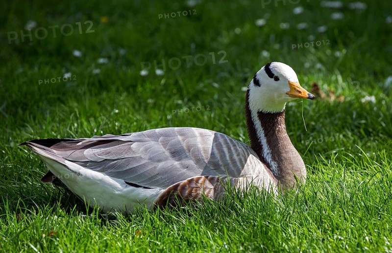 Bar-headed goose