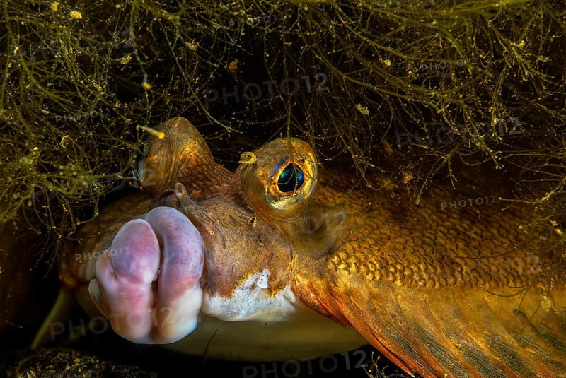 European plaice