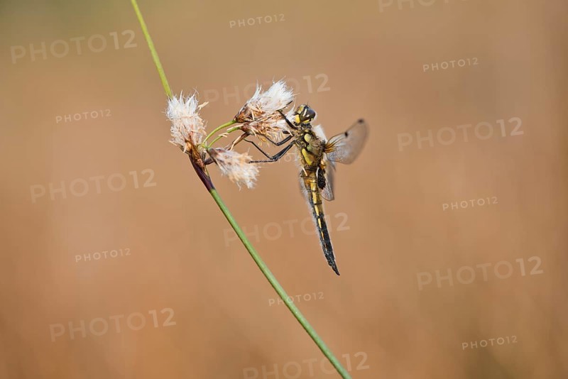 Four-spotted chaser