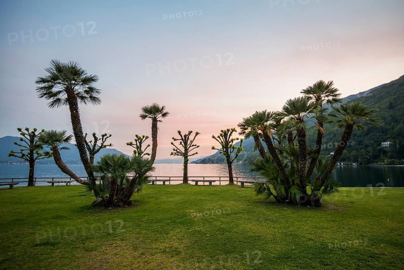 Palm trees on the lakeshore
