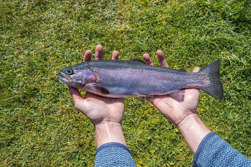 Hands holding a caught trout