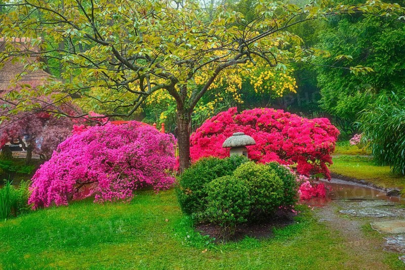Stone lantern in Japanese garden with blooming flowers
