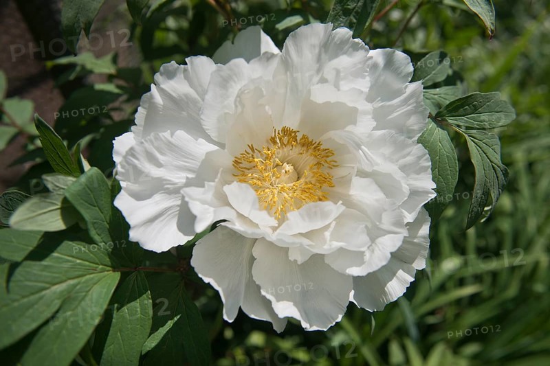Tree peony
