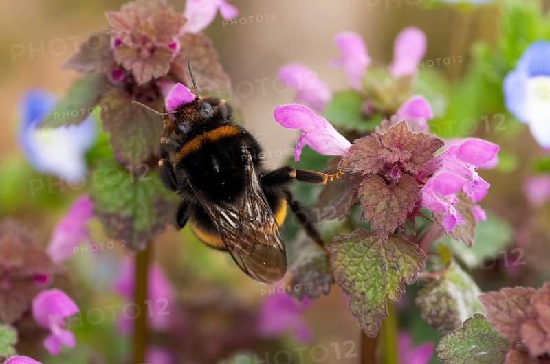 Large earth bumblebee