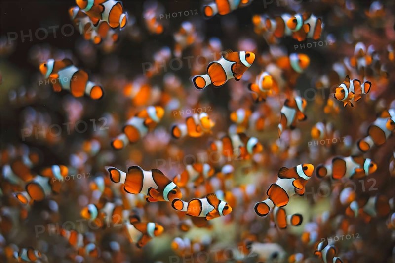 Clown Anemonefish