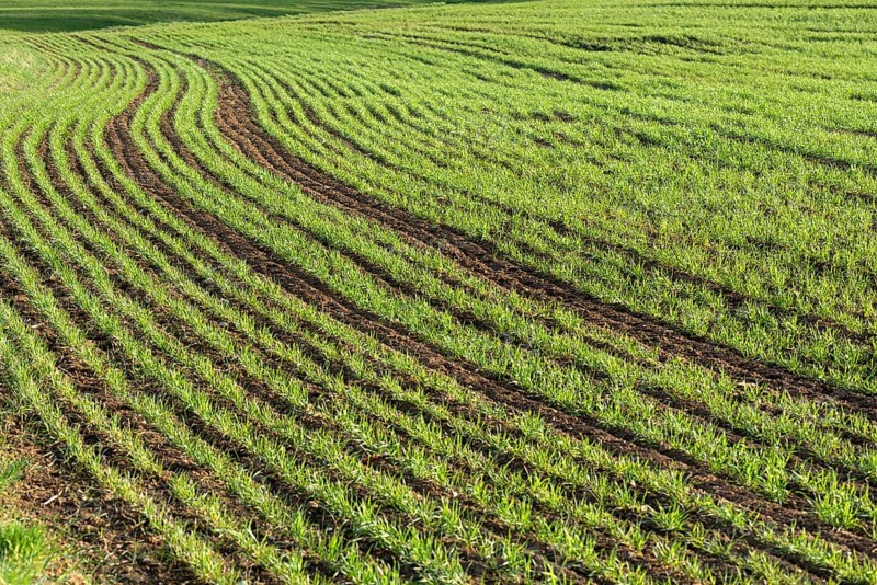 Sprouting winter wheat