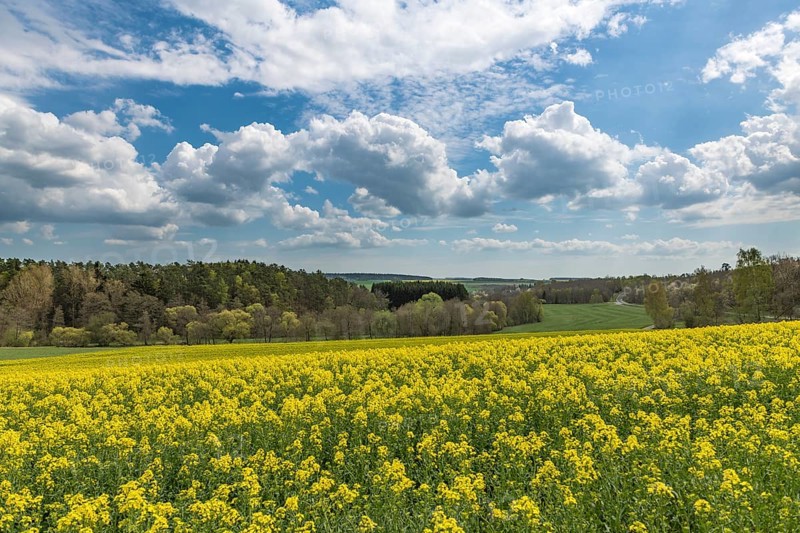 Rape field in spring landscape with cloudy sky