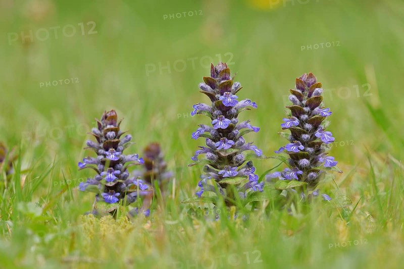 Blue bugle