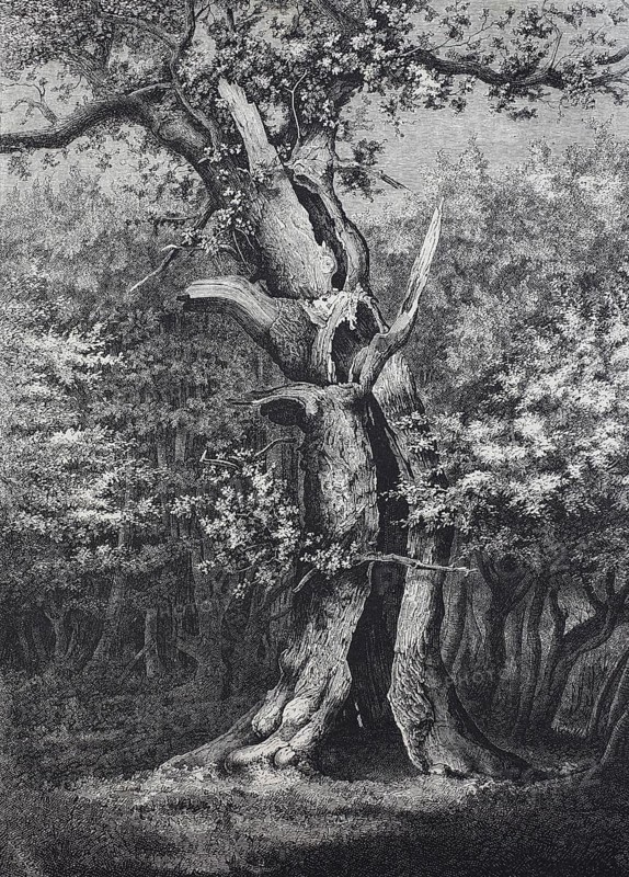 Holm oak in the Hasbruck