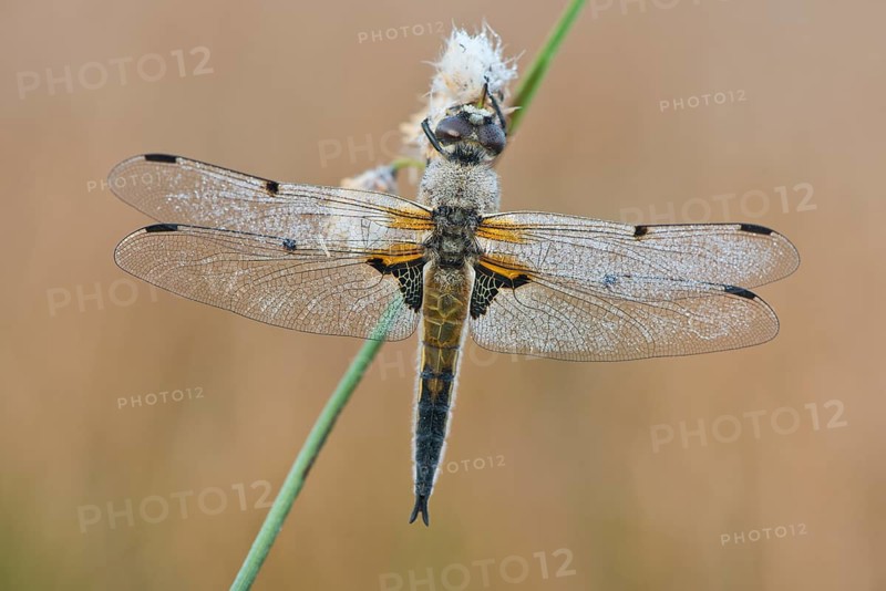 Four-spotted chaser