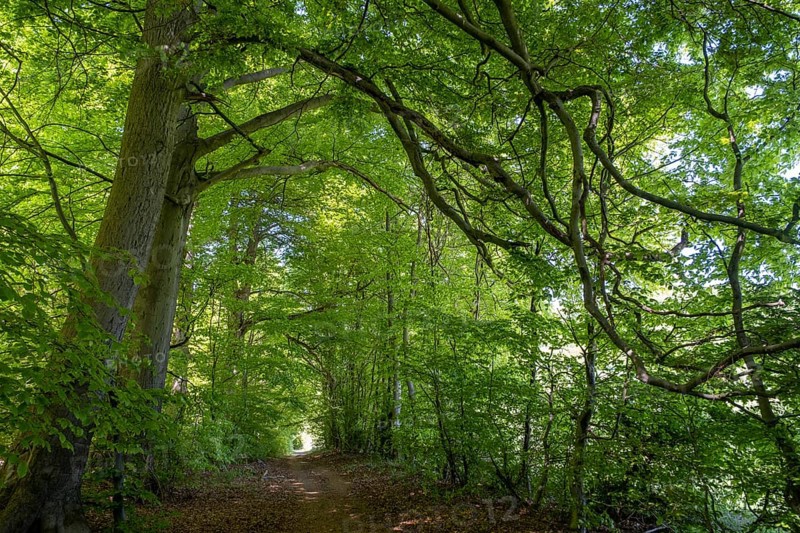 Beech forest