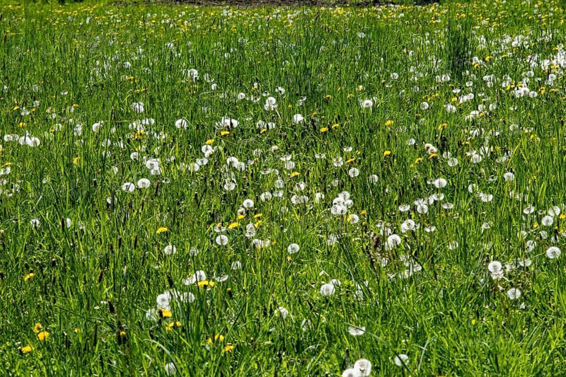 Meadow