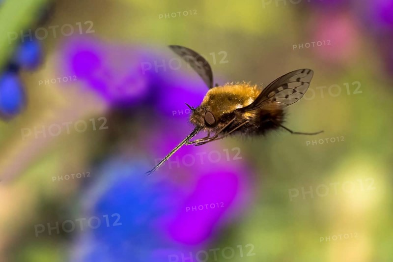 Spotted woolly hawk moth