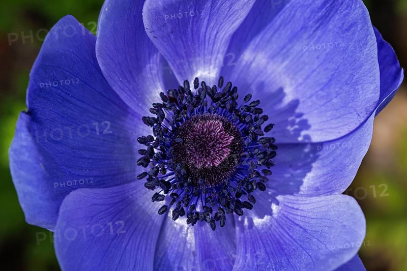 Flower of a blue anemone