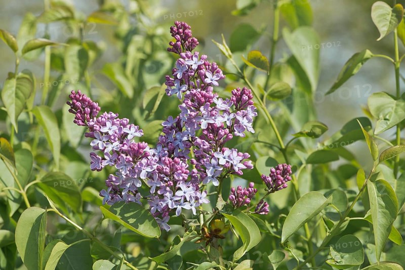 Common lilac