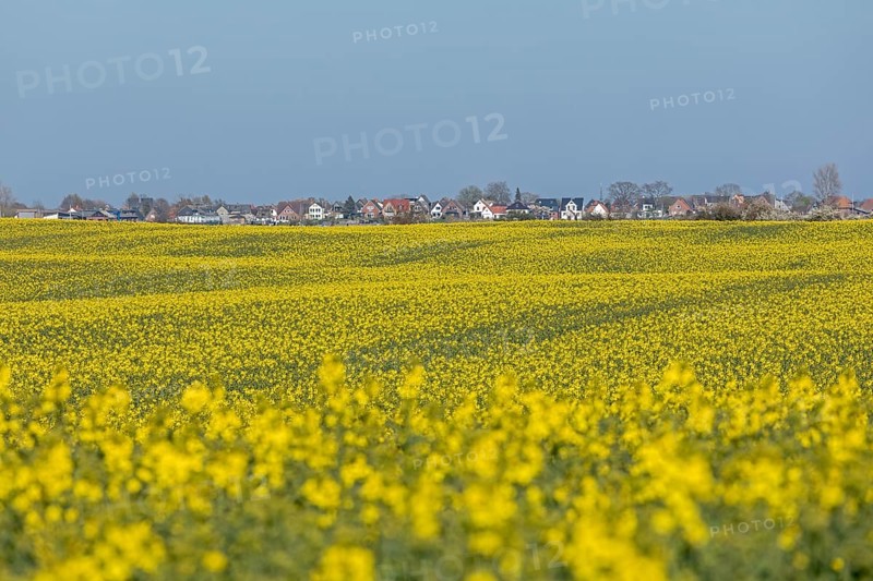 Rape field in front of Maasholm