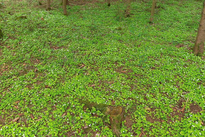 Flowering wood sorrel