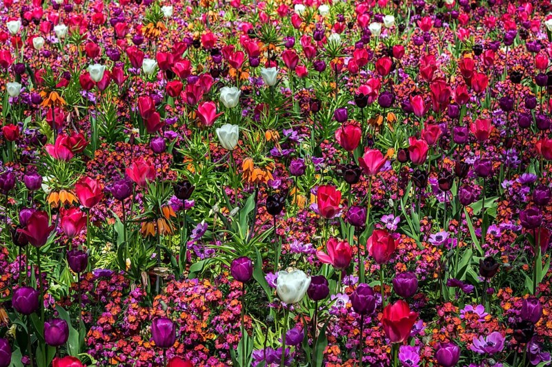Field with flowering tulips