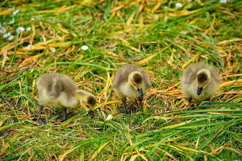 Canada goose goslings on grass