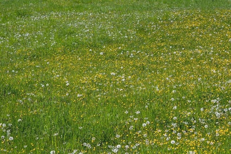 Meadow