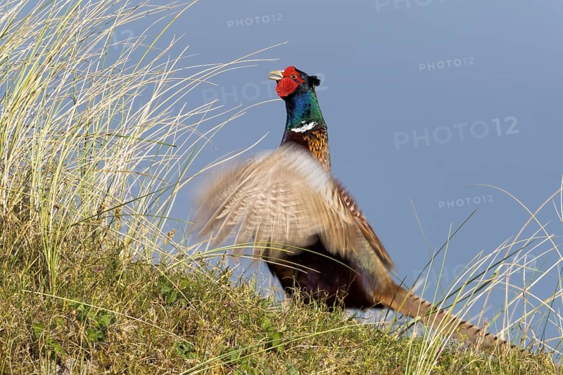 Pheasant