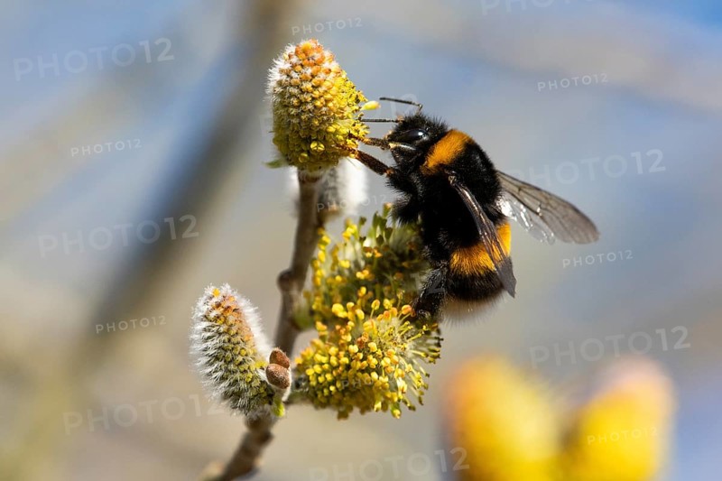 Large earth bumblebee