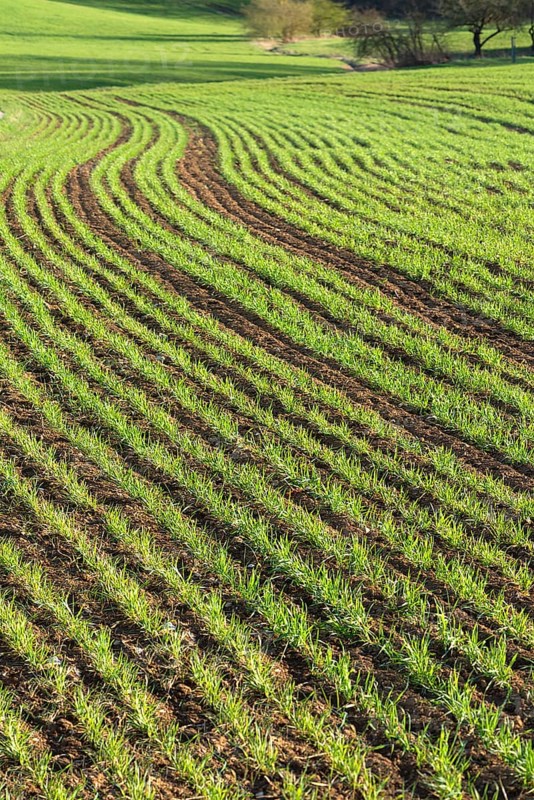 Sprouting winter wheat