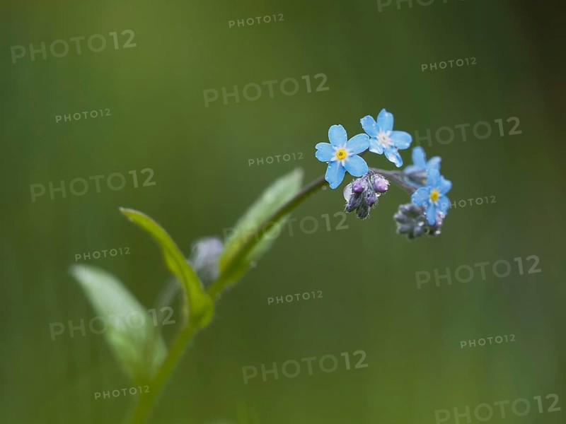 Wood forget-me-not