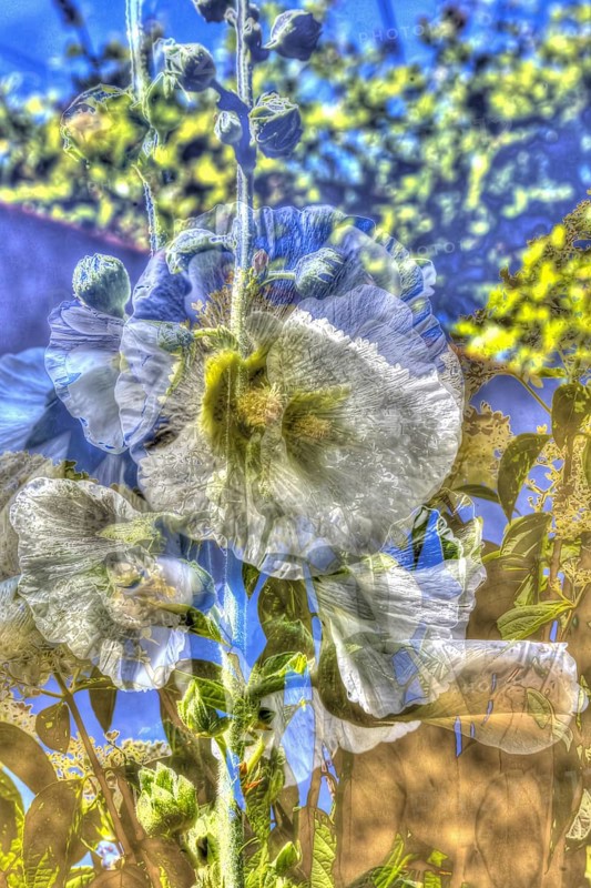Flowers creative
