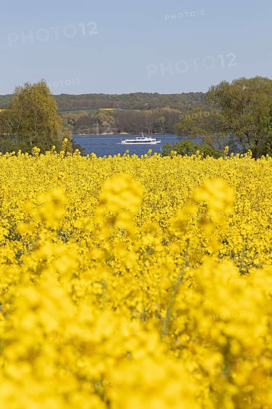 Rape field
