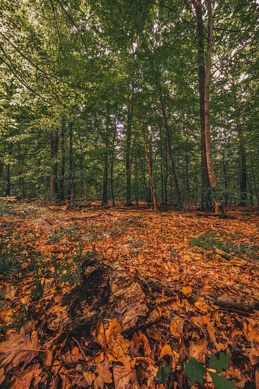 Leaves on the forest floor in the Deister forest near Hanover