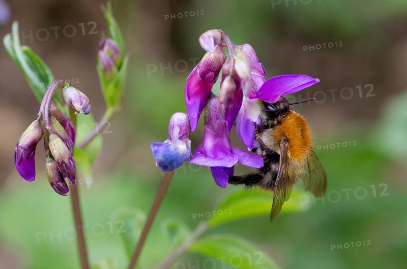 Common carder-bee