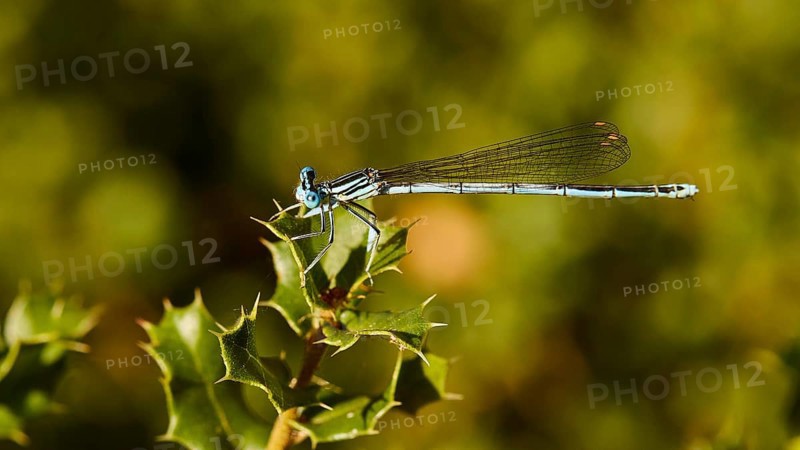 Macro photo