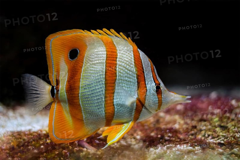 Copperband butterflyfish