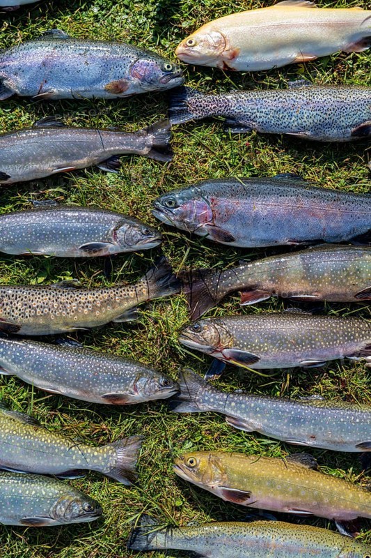 Many caught trout lie in the grass
