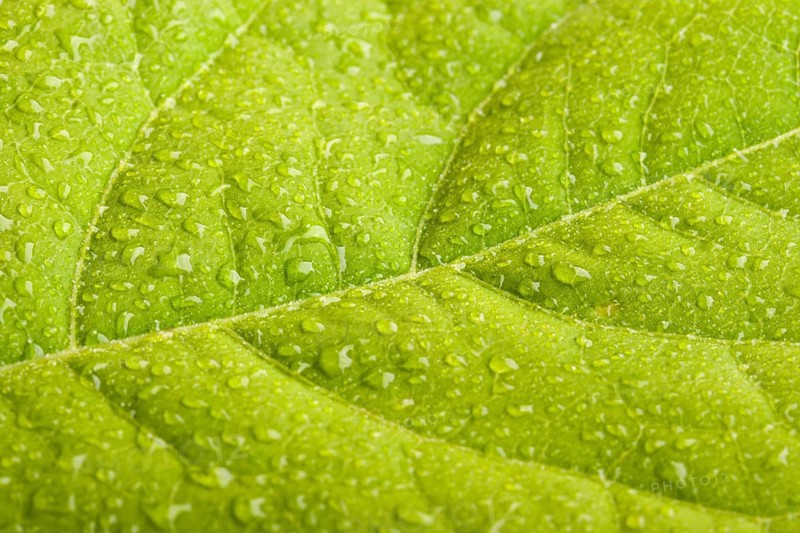 Green leaf with water droplets macro
