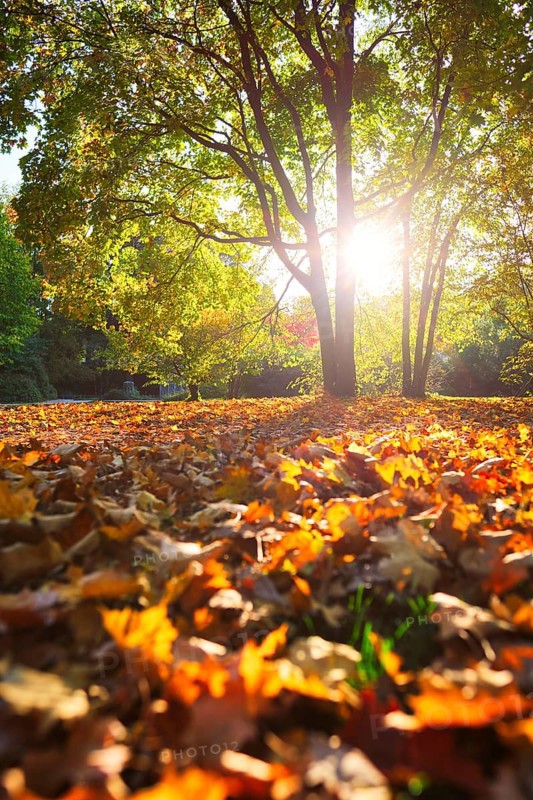Golden autumn fall October in famous Munich relax place
