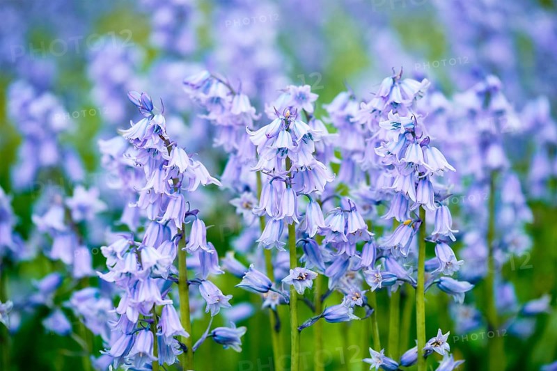Bule Spanish bluebell