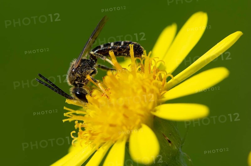 Sweat bee