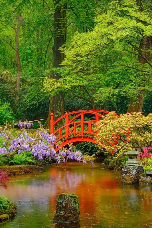 Small bridge in Japanese garden
