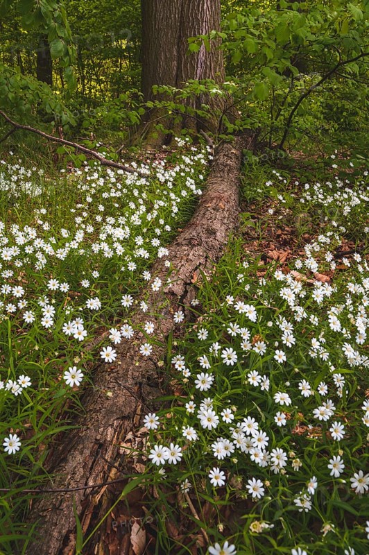 Greater greater stitchwort