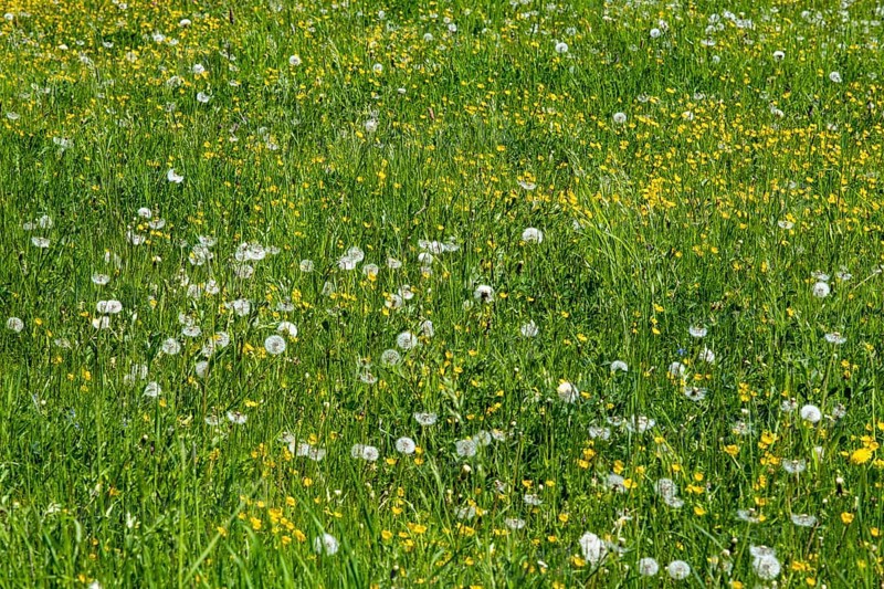 Meadow
