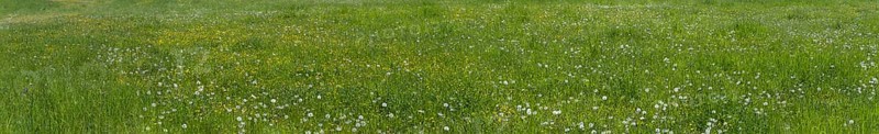 Meadow