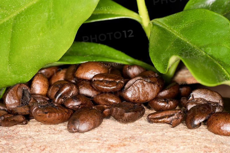 Roasted coffee of the Arabica variety and the green leaves of a coffee bush