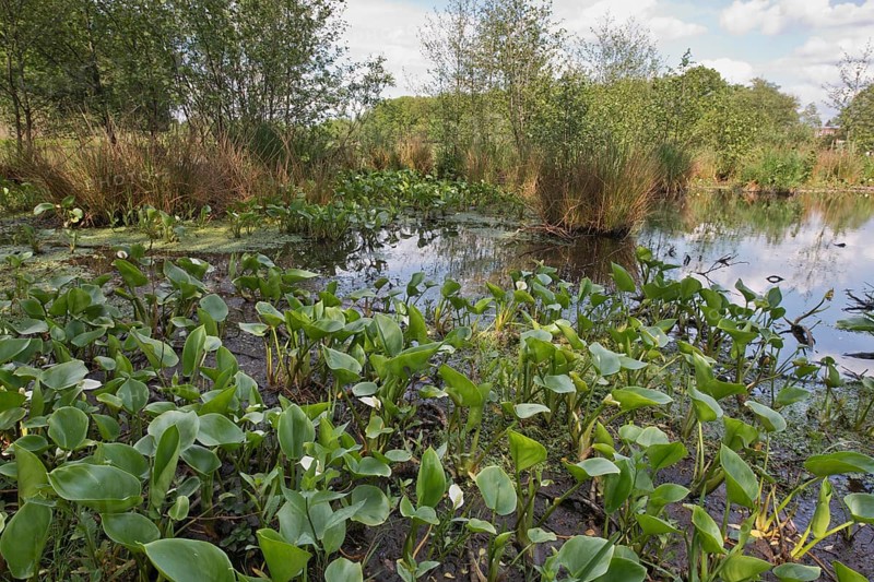 Bog arum