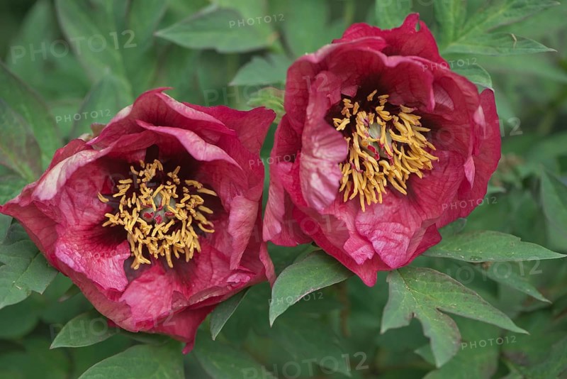 Bush peony