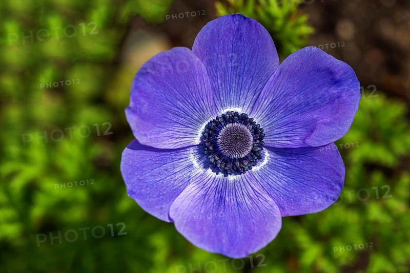 Flower of a blue anemone